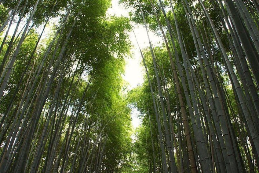 Kyoto: Arashiyama Bamboo Forest, Monkeys, Matcha & Temple Tour 2