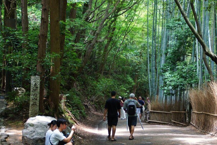 Kyoto: Arashiyama Bamboo Forest, Monkeys, Matcha & Temple Tour 3