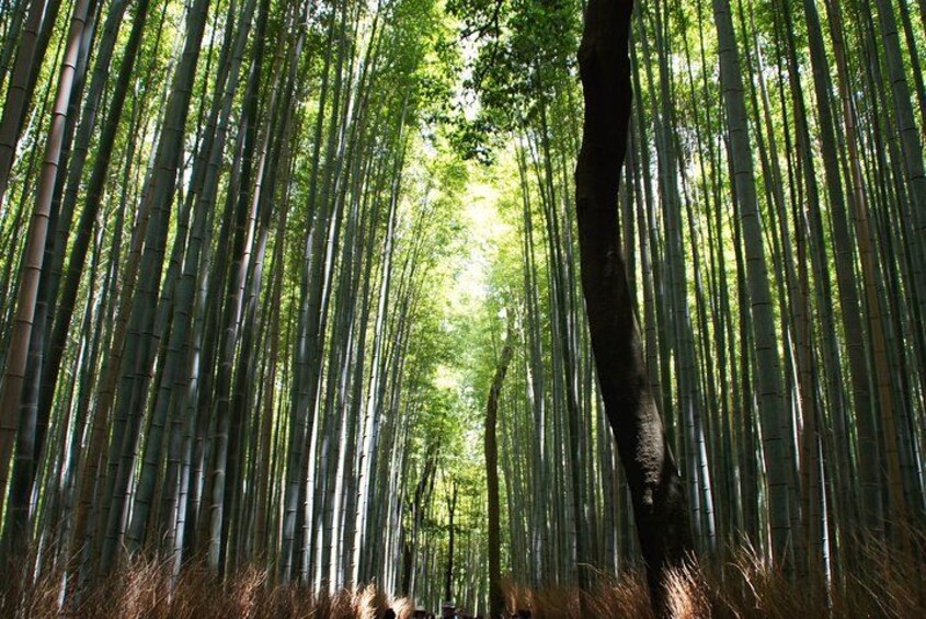 Kyoto: Arashiyama Bamboo Forest, Monkeys, Matcha & Temple Tour 5