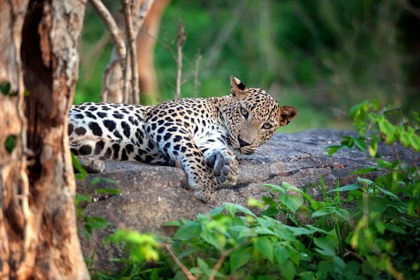 A leopard resting on a rock surrounded by greenery. 1
