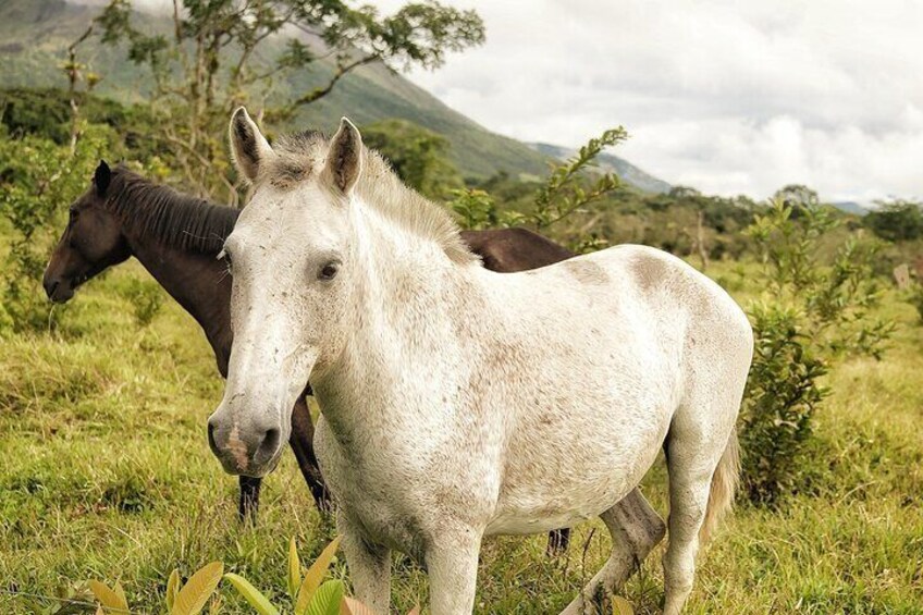 Een witte paard met een donkere manen en staart, staand in een grasveld, met nog een paard op de achtergrond. 4