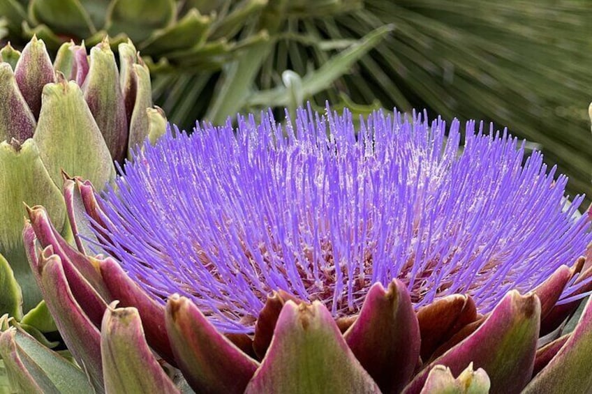 een paarse artisjokbloem met groene bloemknopjes 1