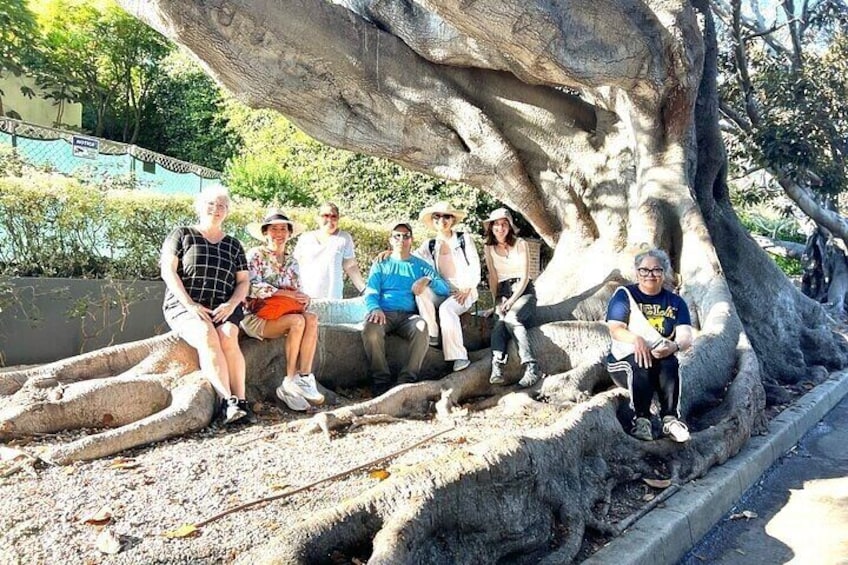 A group of people sitting under a large tree with exposed roots. 1