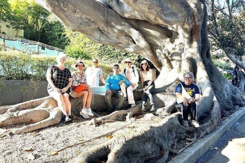 Santa Monica's Lush Gardens, Trees & Neighborhoods: Private walk 1