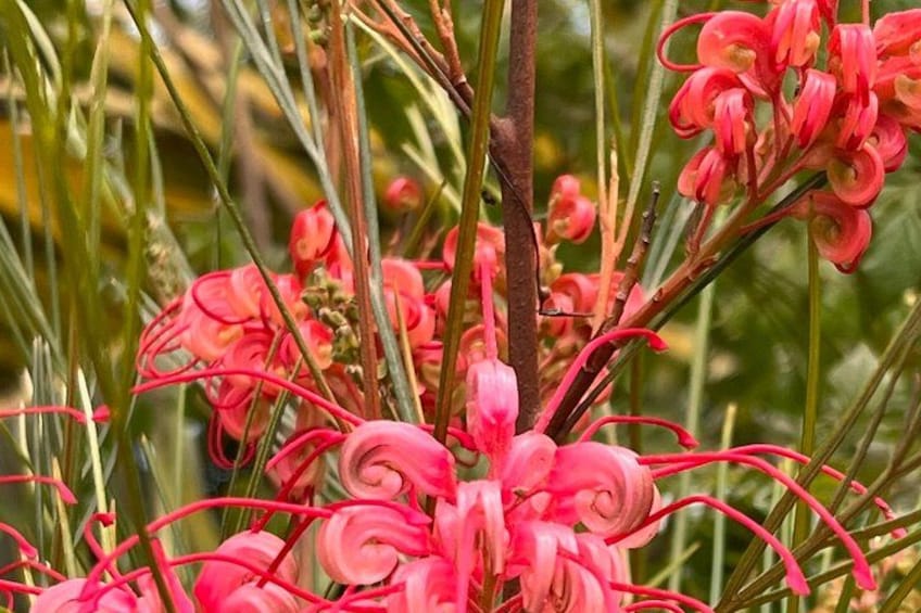 Santa Monica's Lush Gardens, Trees & Neighborhoods: Private walk 4
