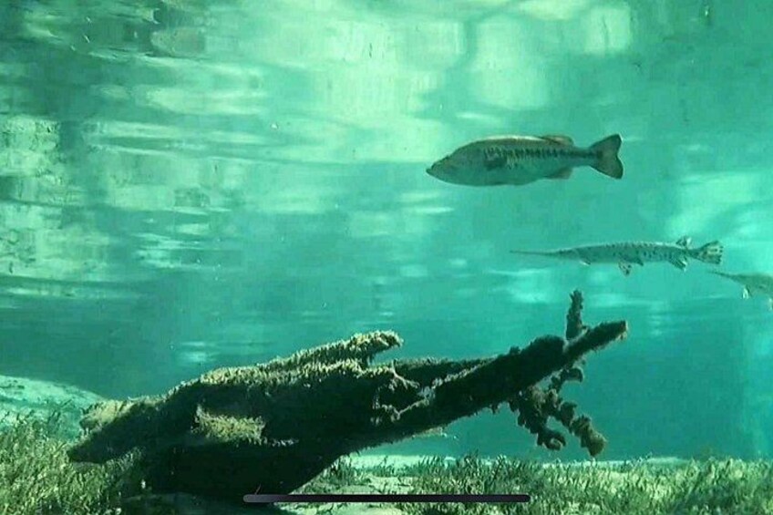 An underwater scene with a large fish and a submerged structure. 2