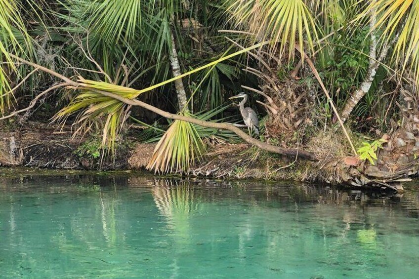 A calm water body with reflections, surrounded by dense tropical vegetation and a bird perched on a branch. 2