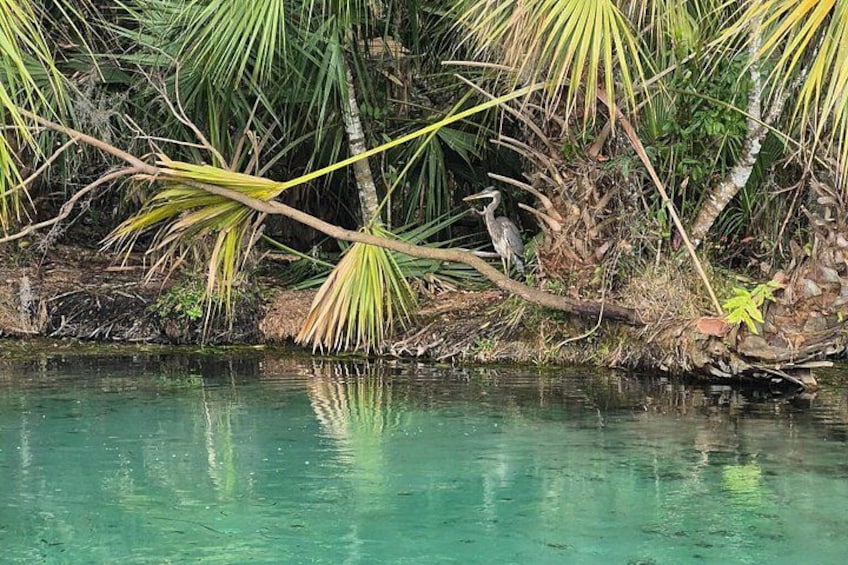 A calm body of water reflecting palm trees and a bird. 3
