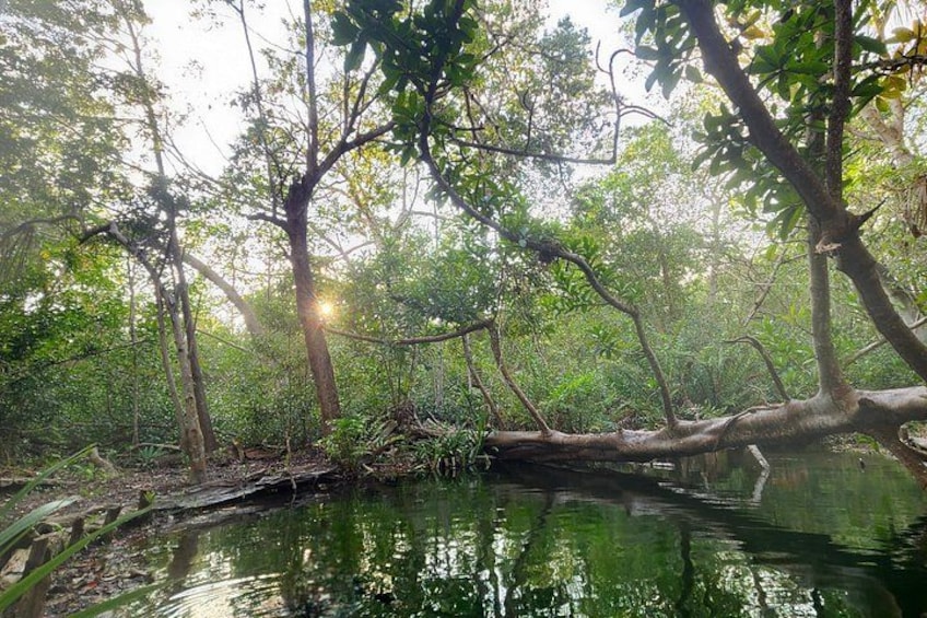 Ein friedlicher Wald mit einem ruhigen Fluss, dichtem Blätterwerk und Sonnenlicht, das durch die Bäume scheint. 5