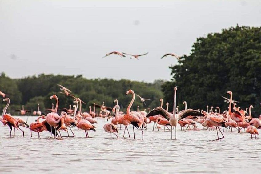 Eine große Gruppe von Flamingos steht im flachen Wasser. 3