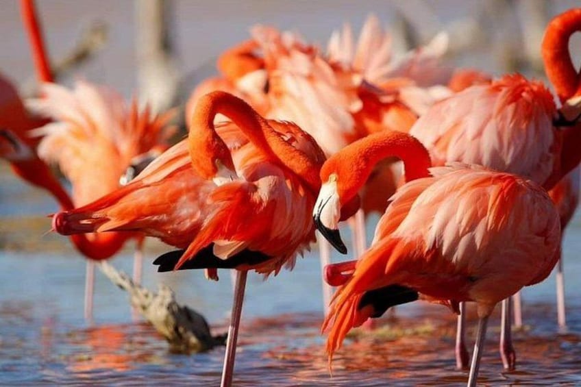 Eine Gruppe von Flamingos steht in flachem Wasser. 2