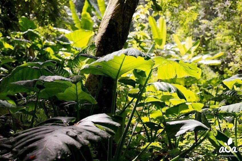 Dense tropical foliage with large green leaves and a tree trunk. 3