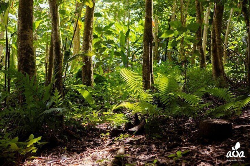 A dense forest with tall trees and lush green ferns. 4