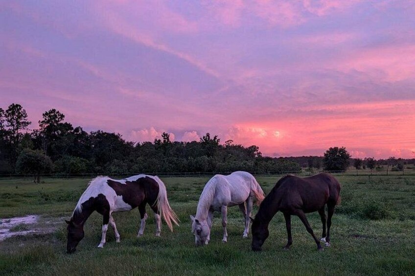 Four horses grazing in a field with a sunset sky. 4