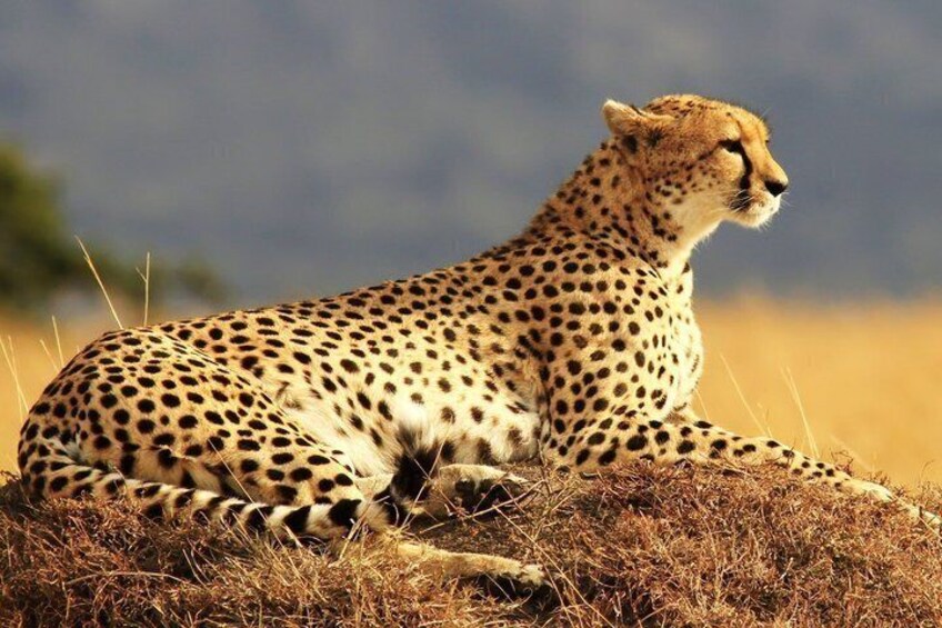 Een cheetah die uitrust op droog gras, met een vage achtergrond van heuvels. 4
