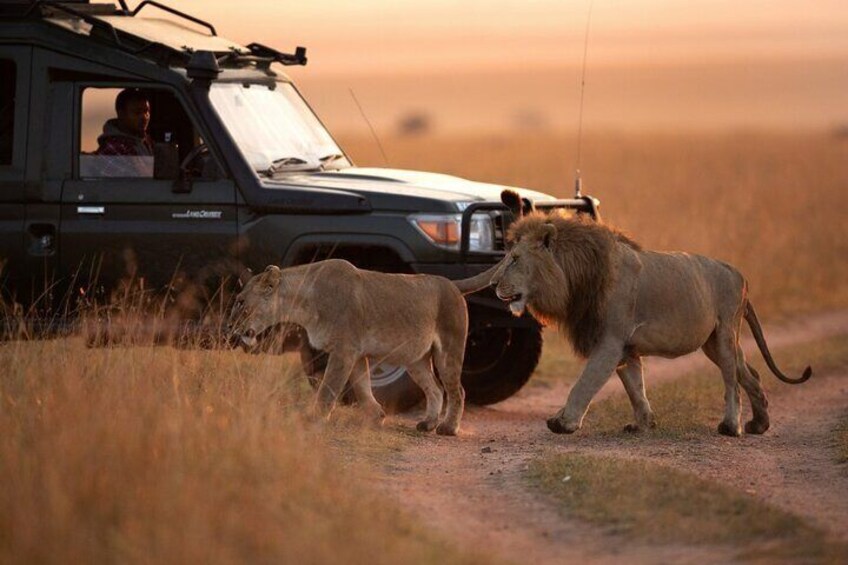 Een safarivoertuig met twee leeuwen die over een zandpad lopen. 5