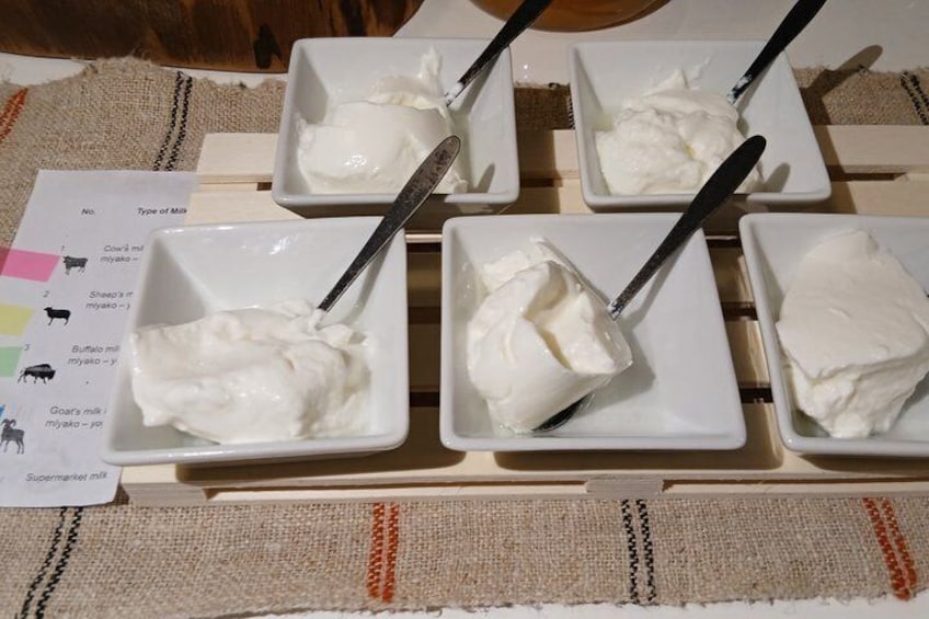 Four bowls of white yogurt with spoons, a color chart, and a label indicating 'Supermarket milk.' 2