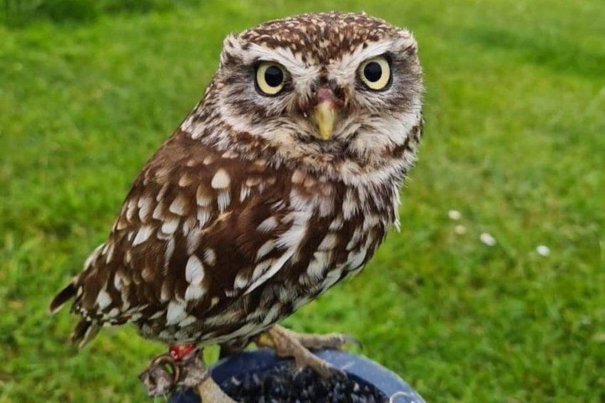 Bespoke Full Day Falconry and Giants Causeway Tour from Belfast 1