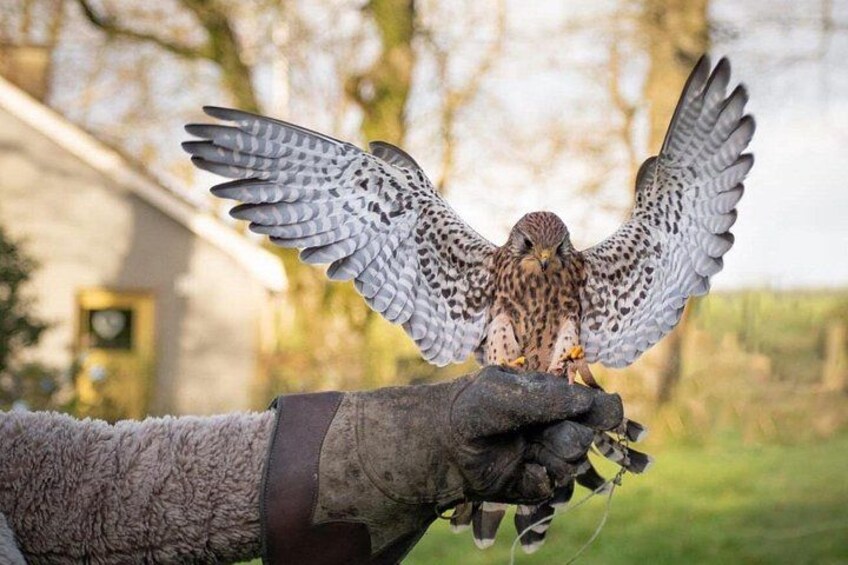 Bespoke Full Day Falconry and Giants Causeway Tour from Belfast 2