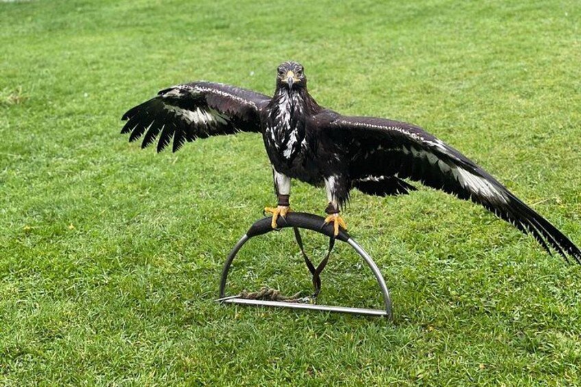Bespoke Full Day Falconry and Giants Causeway Tour from Belfast 4