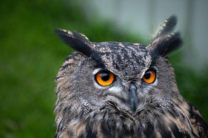 Bespoke Full Day Falconry and Giants Causeway Tour from Belfast 3