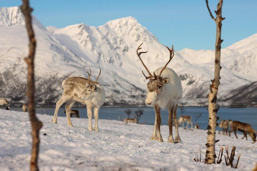 Reindeer walking freely on Kvaløya Island 1