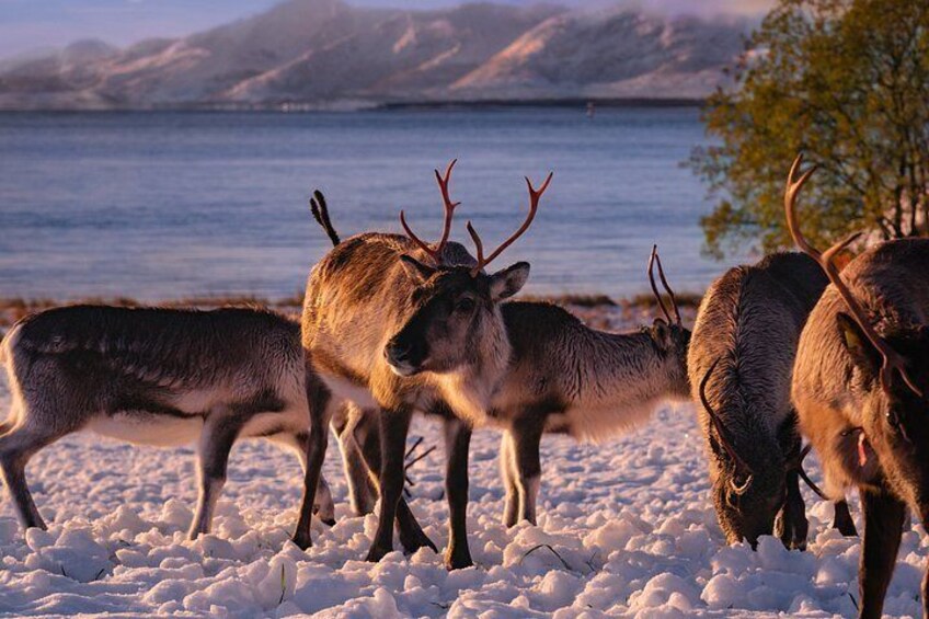 Tromso Excursion Artica Fjords and Sommaroy Islands with lunch 2