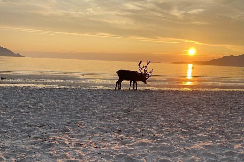 Sunset and reindeer in Grøtfjord 3