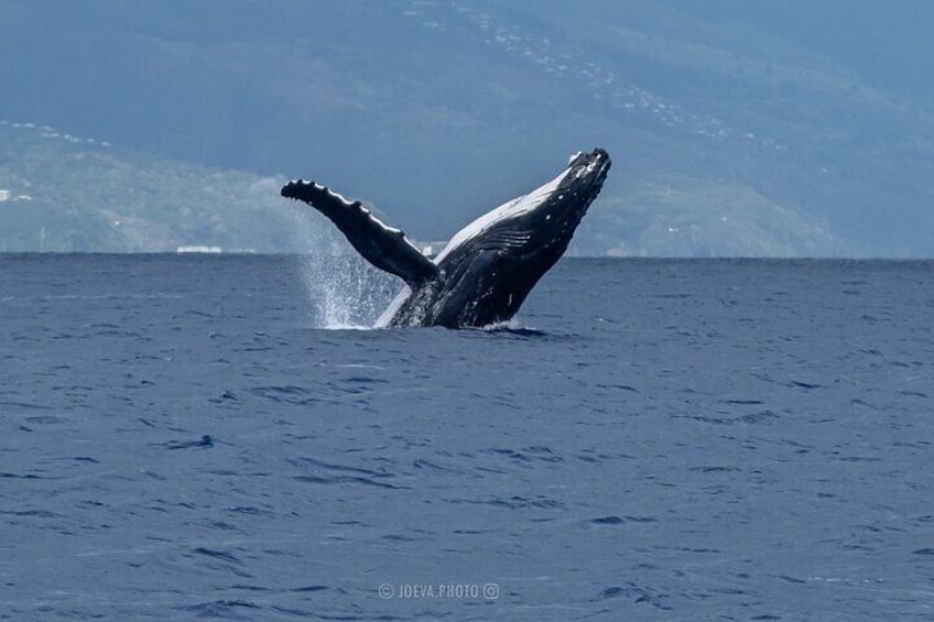 Una balena che salta fuori dall'acqua, con le sue pinne caudali ben visibili. 5