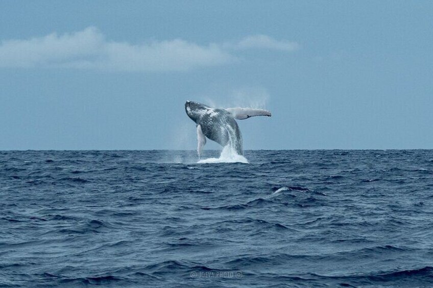 Un cetaceo che esce dall'acqua. 2