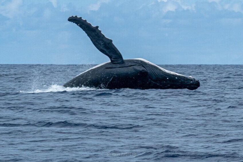 Una balena che emerge dall'acqua, con la coda ben visibile. 4
