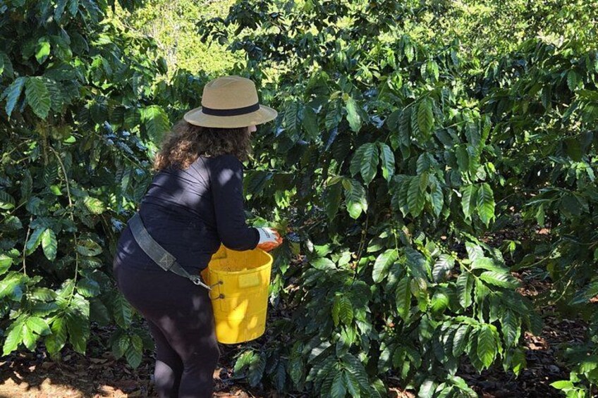 A person harvesting coffee cherries from a coffee plant. 4