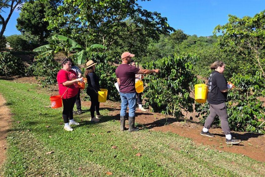 People in an orchard, some carrying yellow buckets, likely collecting fruit. 2