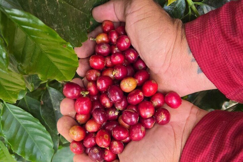 A person holding red coffee cherries. 1