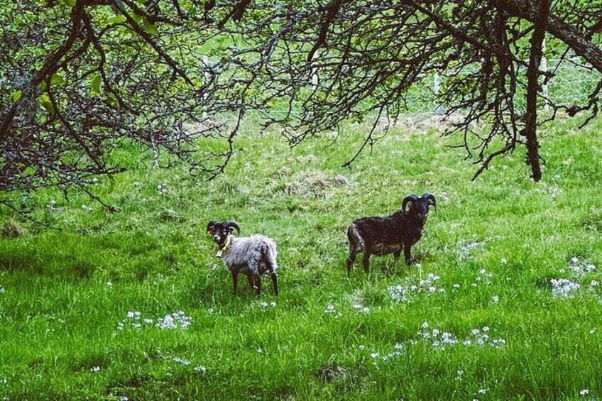 A grassy field with two goats standing near a tree. 2