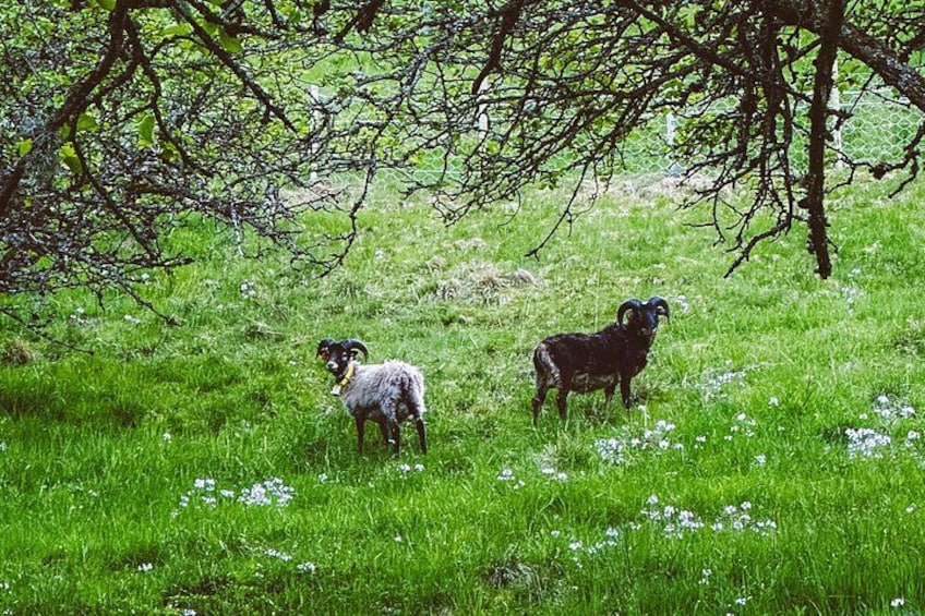 A grassy field with two goats and a tree. 2