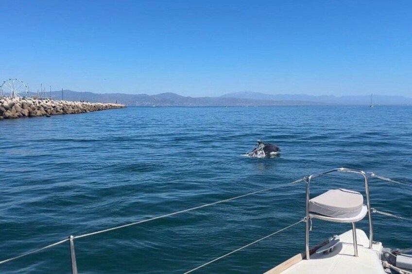 A calm sea with a whale swimming in the distance, a rocky pier, and a clear sky. 4