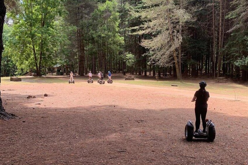 Una persona en un segway por un área boscosa con árboles y un sendero de tierra. 3