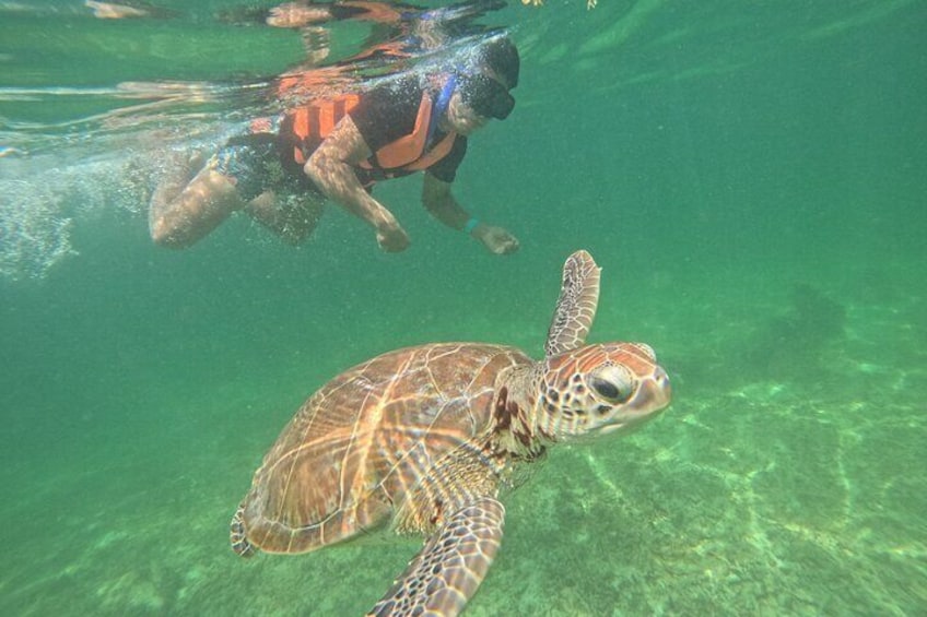 Une tortue de mer nageant sous l’eau, avec un plongeur en arrière-plan. 5