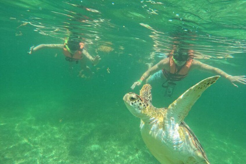 Sea Turtle Snorkeling in Akumal 2