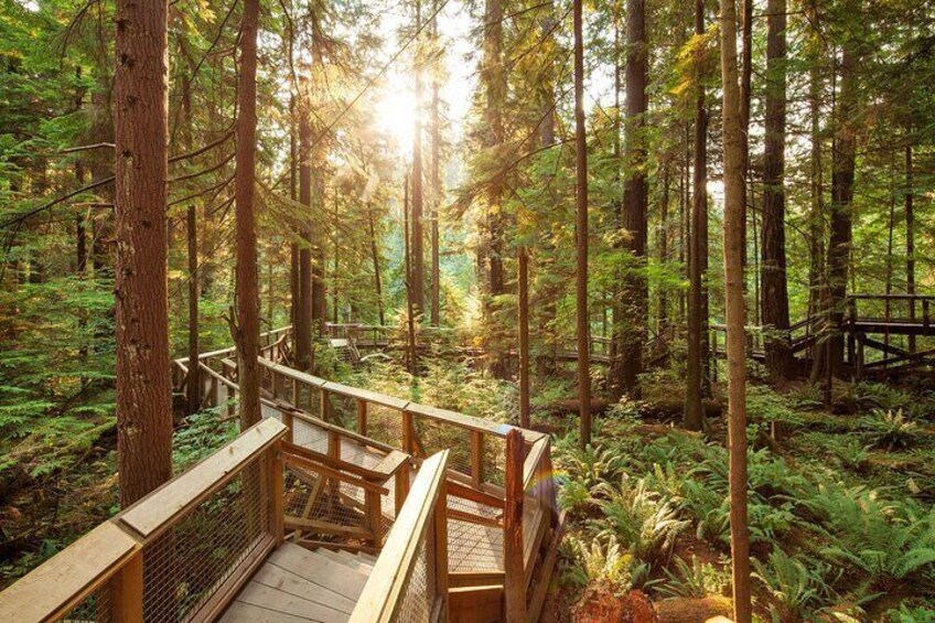 A wooden bridge in a dense forest with sunlight filtering through the trees. 2