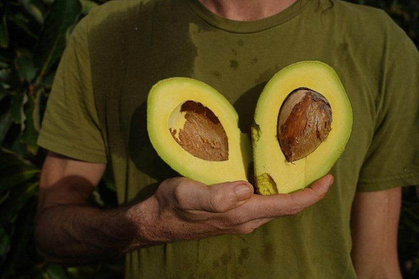 avocado 5
