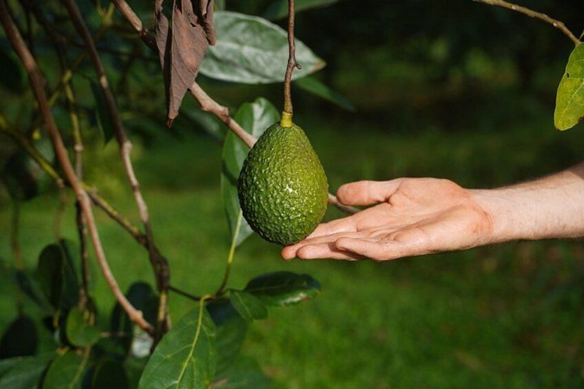avocado 4