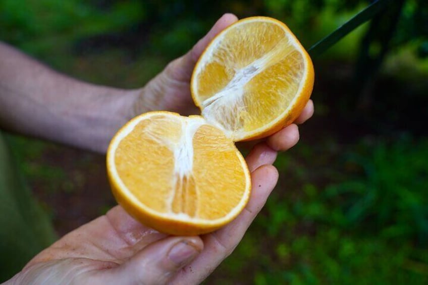 orange 3