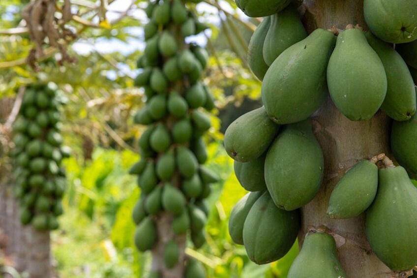papayas 3