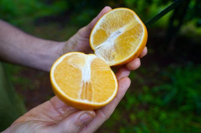 orange 2