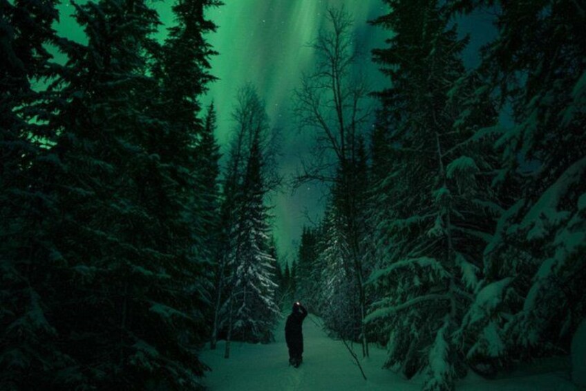 A person walking through a snow-covered forest with tall evergreen trees. 1