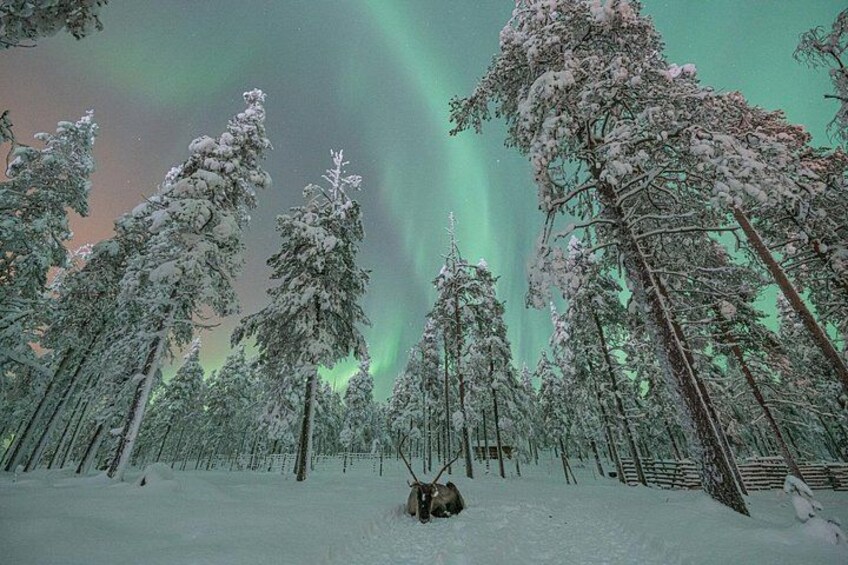 A snowy forest with tall trees and a person sitting in the snow. 5