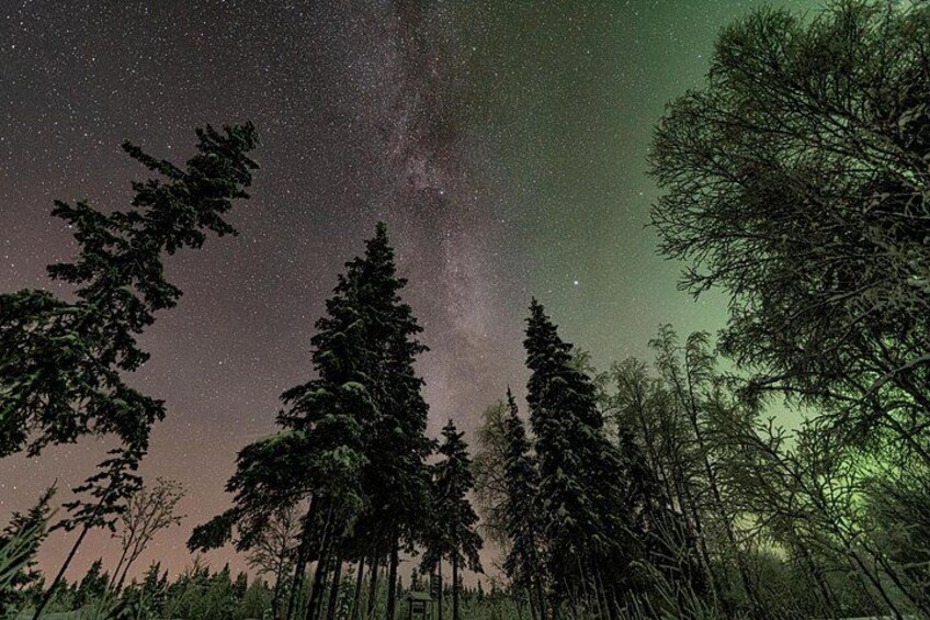 A night sky with stars and the Milky Way, surrounded by tall evergreen trees. 4