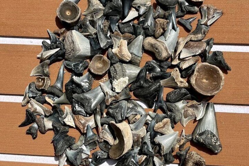 A collection of shark teeth and fossilized shells on a wooden surface. 1